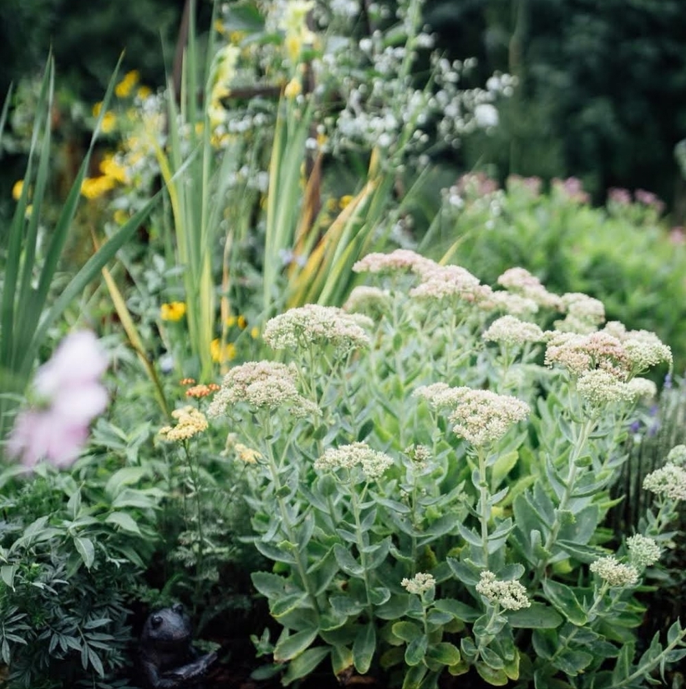 ๐ฟ Stonecrop Seed Packet - Picture 3 of 5